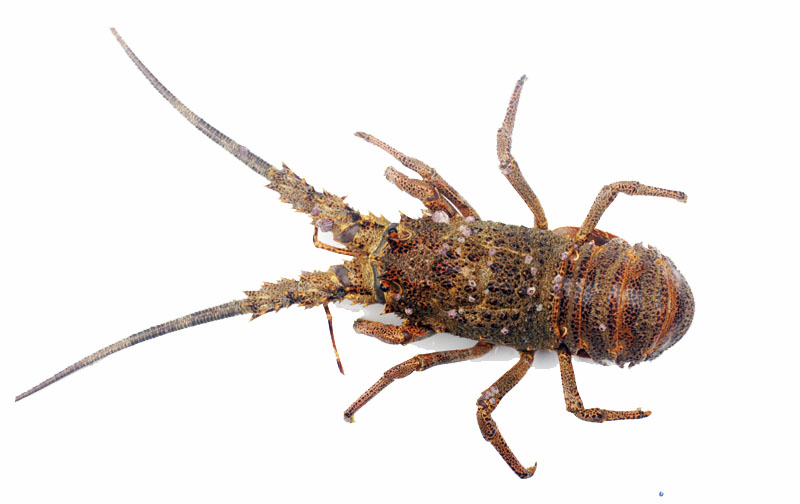 langosta-de-juan-fernandez-viva